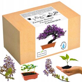  Set za uzgoj Bonsai paulovnije carsko drvo