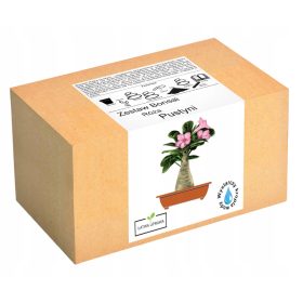  Komplet za uzgoj bonsaija pustinjske ruže Adenium Obesu