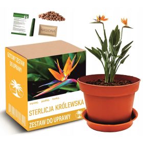  Set za uzgoj STERLICIJE KRALJEVSKE - RAJSKA PTICA