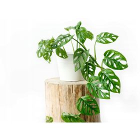 Monstera Majmunova Maska Prekrasna s rupama 18 cm