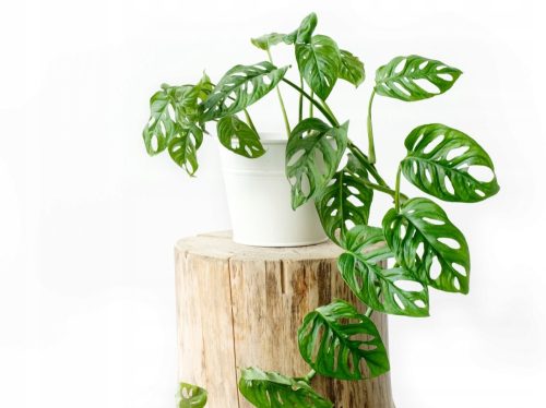 Monstera Majmunova Maska Prekrasna s rupama 18 cm