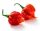 Najljuća Paprika Carolina Reaper Red HP22B - Sjemenke 50 kom