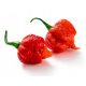 Najljuća Paprika Carolina Reaper Red HP22B - Sjemenke 50 kom