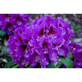 Rhododendron i azaleja u posudi 0,5-1l 18-25 cm