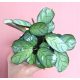 MARANTA MINT KEVNICA