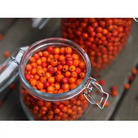   Sadnice Jaržaba Edulis cijepljene u posudi 2-3 litre, visine 100-120 cm