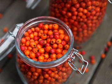 Sadnice Jaržaba Edulis cijepljene u posudi 2-3 litre, visine 100-120 cm
