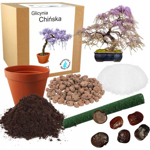 Zestaw za uzgoj bonsaija kineske glicinije s 2 komada sjemenki