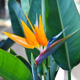 Reginae sadnica u posudi od 0,5l