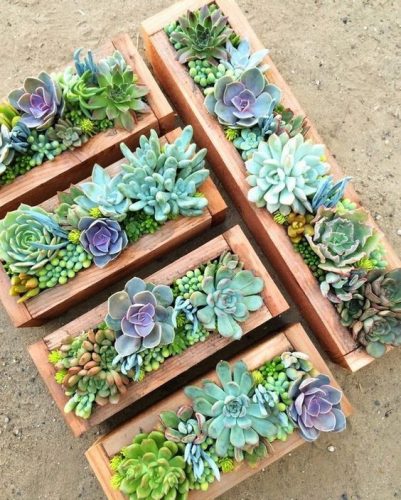 SUKULENTI Set Mix 5 komada ECHEWERIA CRASSULA