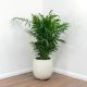 Chamaedorea Elegans u posudi od 0,5-1l