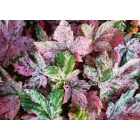 Klen sadnica u posudi 1-2l, 25-45 cm