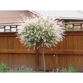 Vrba Japanska HAKURO NISHIKI 150 cm U SAKDIJI