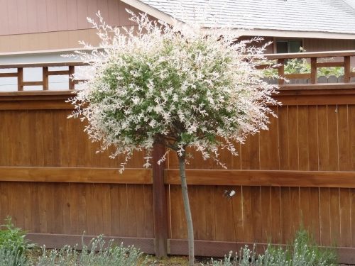 Vrba Japanska HAKURO NISHIKI 150 cm U SAKDIJI