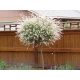 Vrba Japanska HAKURO NISHIKI 150 cm U SAKDIJI