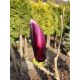 Sadnice magnolija i tulipana u posudi 3-5l 110-130 cm