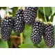  Maline i kupine Sadnica kupine bez trna CACANSKA BESTRNA u posudi od 2-3l 20-40 cm.