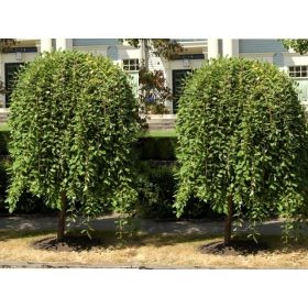 Vrba IWA PENDULA u posudi od 1-2 litre, visine 130-150 cm