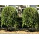 Vrba IWA PENDULA u posudi od 1-2 litre, visine 130-150 cm