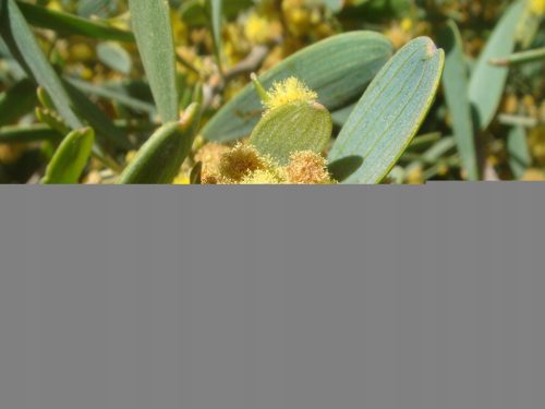 Jojoba - Narančemakove sjemenke