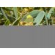 Jojoba - Narančemakove sjemenke
