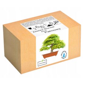  Ukrasni grm, Maple Palm, višegodišnja biljka