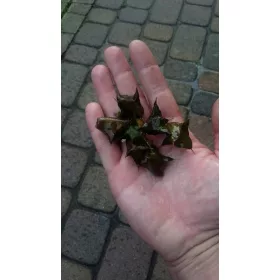 Sadnice oraha Trapa natans Caltrop - Komplet 5+1