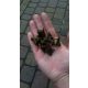 Sadnice oraha Trapa natans Caltrop - Komplet 5+1