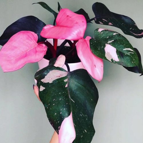 Filodendron Pink Princess u posudi od 0,5l
