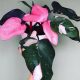 Filodendron Pink Princess u posudi od 0,5l