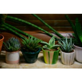 Aloe Vera Mix - Set od 5 komada, mix br. 5 / P5