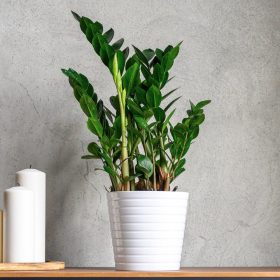 Zamiokulkas Zamiifolia Velika Biljka u Posudi od 0,5-1 Litra