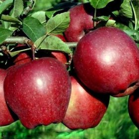    Stabla jabuke STARKING, sadnica s golim korijenom, 140-150 cm