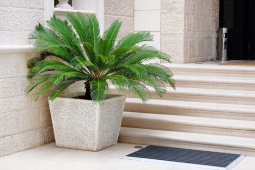 Sadnica Sagowiec odwinięty Cycas revoluta ~50 cm P15