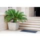 Sadnica Sagowiec odwinięty Cycas revoluta ~50 cm P15
