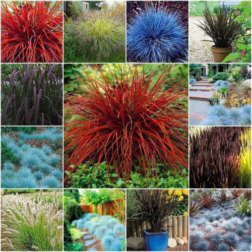  Ukrasne trave MIX OF COLORS Zbirka sjemena 4 pak.