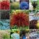  Ukrasne trave MIX OF COLORS Zbirka sjemena 4 pak.