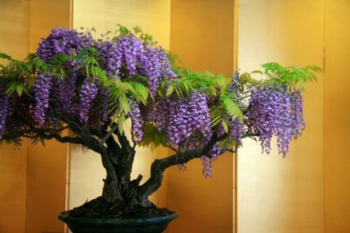 Bonsai drvo 5 2 cm