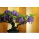 Bonsai drvo 5 2 cm