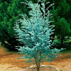 Eukaliptus Gunni u posudi za dekoraciju