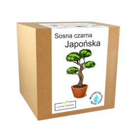  Komplet za uzgoj bonsaija japanskog crnog bora