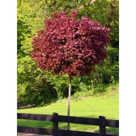 Crimson King Javor u posudi od 3-5 litara, 160-180 cm