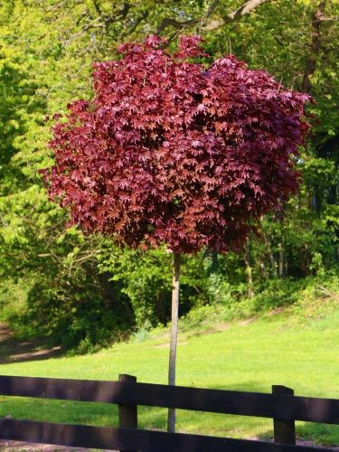 Crimson King Javor u posudi od 3-5 litara, 160-180 cm