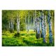 Foto tapeta ŠUMA BREZE 3D Birch Trees 368x254