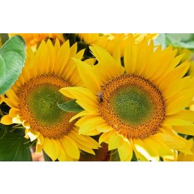  Patuljaste sjemenke suncokreta 105 g