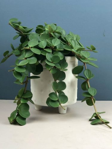 PEPEROMIA 'Nada' Peperomia Tetraphylla viseća