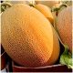 Ananas Melon Srednje Rani Sjemenke Dinje 1g
