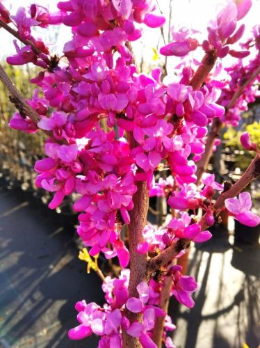 Judino drvo Cercis Kanadski Velike Sjemnice 60-100