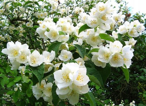 JASMIN Mirisni Rosace - Kvalitetni sadnice sa predivnim cvjetovima

Ova prekrasna sadnica Jašminovca Rosace (Philadephus Rosace) je idealna za Vaš vrt. Njeni delikatni, mirisni cvjetovi čine je jednim