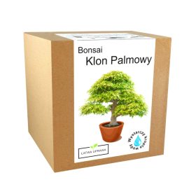 Klon Palmowy Bonsai Set